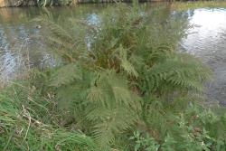 Athyrium filix-femina. Mature plant growing on open river bank.
 Image: L.R. Perrie © Leon Perrie CC BY-NC 3.0 NZ